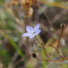 Wahlenbergia planiflora subsp. planiflora (Flat Bluebell) at Namadgi National Park - 11 Mar 2024 by RAllen