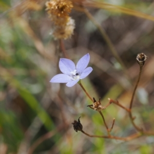 Wahlenbergia planiflora subsp. planiflora at Namadgi National Park - 11 Mar 2024