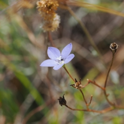 Wahlenbergia planiflora subsp. planiflora (Flat Bluebell) at Namadgi National Park - 11 Mar 2024 by RAllen