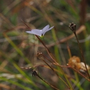 Wahlenbergia planiflora subsp. planiflora at Namadgi National Park - 11 Mar 2024