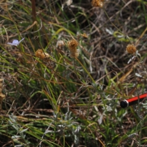 Wahlenbergia planiflora subsp. planiflora at Namadgi National Park - 11 Mar 2024