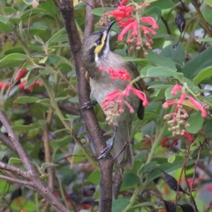 Caligavis chrysops at Currowan, NSW - 6 Apr 2024