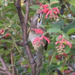 Caligavis chrysops at Currowan, NSW - 6 Apr 2024