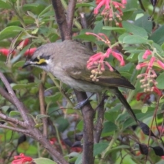 Caligavis chrysops at Currowan, NSW - 6 Apr 2024