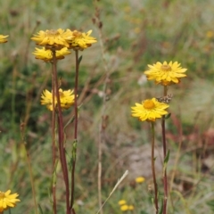 Xerochrysum subundulatum (Alpine Everlasting) at Mount Clear, ACT - 11 Mar 2024 by RAllen