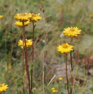 Xerochrysum subundulatum at Namadgi National Park - 11 Mar 2024 01:41 PM