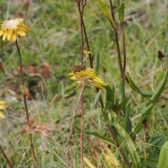 Xerochrysum subundulatum at Namadgi National Park - 11 Mar 2024