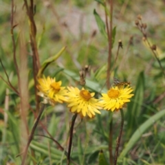 Xerochrysum subundulatum at Namadgi National Park - 11 Mar 2024 01:41 PM