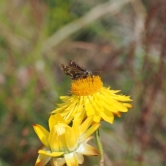 Atkinsia dominula (Two-brand grass-skipper) at Mount Clear, ACT - 11 Mar 2024 by RAllen