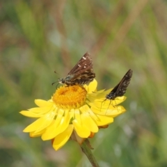 Atkinsia dominula at Namadgi National Park - suppressed