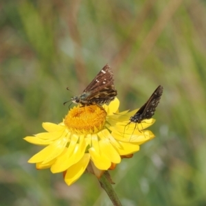 Atkinsia dominula at Namadgi National Park - 11 Mar 2024