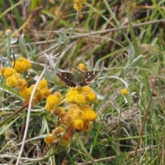 Atkinsia dominula at Namadgi National Park - 11 Mar 2024