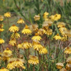 Atkinsia dominula at Namadgi National Park - suppressed