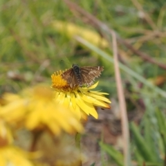 Atkinsia dominula at Namadgi National Park - 11 Mar 2024