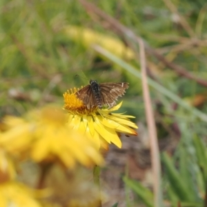 Atkinsia dominula at Namadgi National Park - 11 Mar 2024