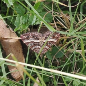 Chrysolarentia vicissata at Namadgi National Park - 11 Mar 2024