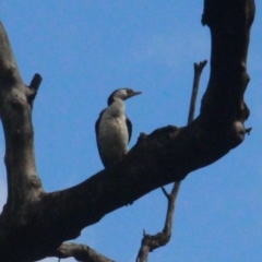 Microcarbo melanoleucos at Currowan, NSW - 6 Apr 2024