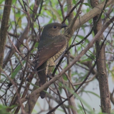 Ptilonorhynchus violaceus (Satin Bowerbird) at Currowan, NSW - 31 Mar 2024 by UserCqoIFqhZ