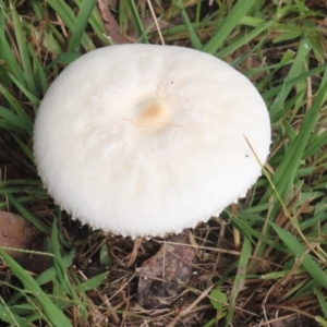 Leucoagaricus sp. at Currowan, NSW - 6 Apr 2024