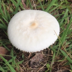 Leucoagaricus sp. at Currowan, NSW - 6 Apr 2024 by UserCqoIFqhZ