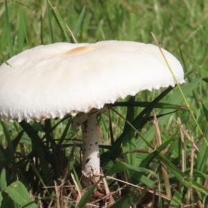 Leucoagaricus sp. at Currowan, NSW - 6 Apr 2024