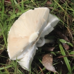 Leucoagaricus sp. at Currowan, NSW - 6 Apr 2024 01:45 PM