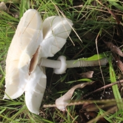 Leucoagaricus sp. at Currowan, NSW - 6 Apr 2024