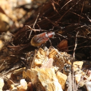 Ecnolagria sp. (genus) (A brown darkling beetle) at Currowan, NSW by UserCqoIFqhZ