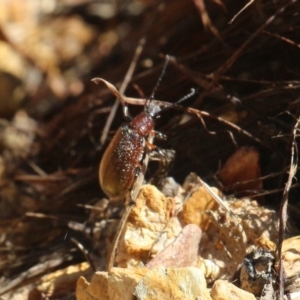 Ecnolagria grandis at Currowan, NSW - 1 Jan 2022 10:19 AM