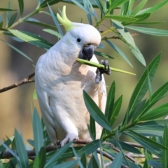 Cacatua galerita (Sulphur-crested Cockatoo) at Moruya, NSW - 30 Mar 2024 by LisaH