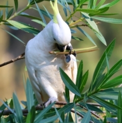 Cacatua galerita at Moruya, NSW - suppressed