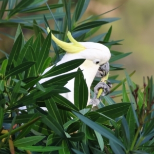 Cacatua galerita at Moruya, NSW - 31 Mar 2024