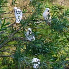 Cacatua galerita at Moruya, NSW - suppressed