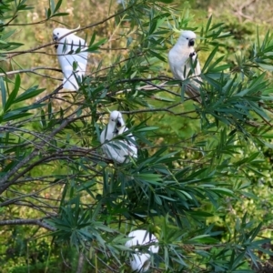 Cacatua galerita at Moruya, NSW - 31 Mar 2024