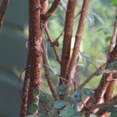 Sericornis frontalis (White-browed Scrubwren) at Currowan, NSW - 3 Mar 2024 by UserCqoIFqhZ