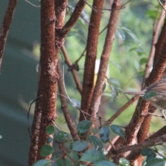 Sericornis frontalis at Currowan, NSW - 3 Mar 2024 07:42 AM