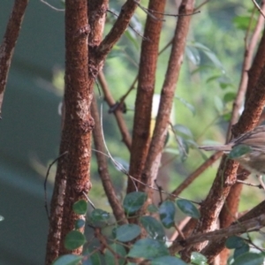 Sericornis frontalis at Currowan, NSW - 3 Mar 2024 07:42 AM