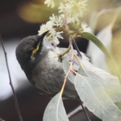 Caligavis chrysops (Yellow-faced Honeyeater) at ANBG - 9 Apr 2024 by HelenCross