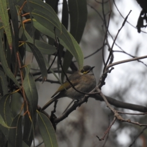 Caligavis chrysops at ANBG - 9 Apr 2024 04:23 PM