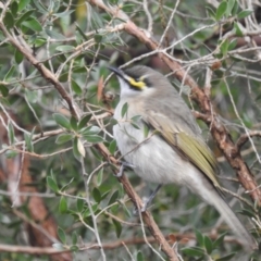 Caligavis chrysops at ANBG - 9 Apr 2024