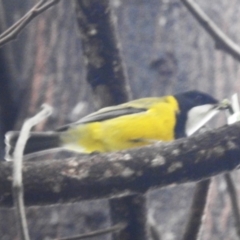 Pachycephala pectoralis (Golden Whistler) at ANBG - 9 Apr 2024 by HelenCross