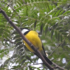 Pachycephala pectoralis at ANBG - 9 Apr 2024