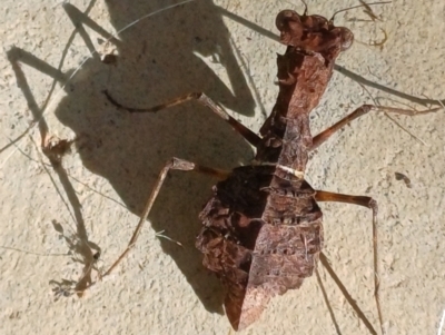 Paraoxypilus tasmaniensis (Black bark mantis or Boxing mantis) at Wollogorang, NSW - 16 May 2023 by roblance