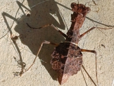 Paraoxypilus tasmaniensis (Black bark mantis or Boxing mantis) at Wollogorang, NSW - 15 May 2023 by roblance