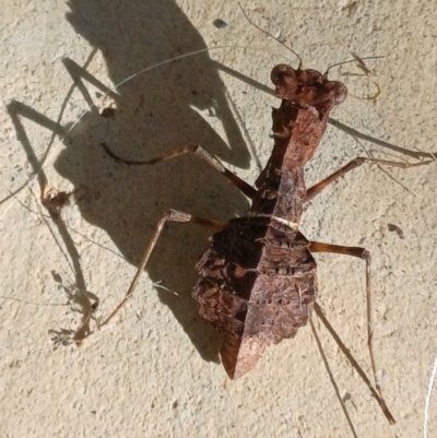 Paraoxypilus tasmaniensis (Black bark mantis or Boxing mantis) at Wollogorang, NSW - 16 May 2023 by roblance