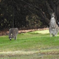 Macropus giganteus (Eastern Grey Kangaroo) at ANBG - 9 Apr 2024 by HelenCross