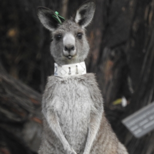 Macropus giganteus at ANBG - 9 Apr 2024