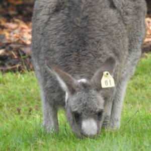 Macropus giganteus at ANBG - 9 Apr 2024