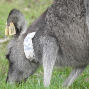 Macropus giganteus at ANBG - 9 Apr 2024