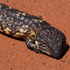 Tiliqua rugosa at Charleville, QLD - 30 Sep 2020 by Petesteamer